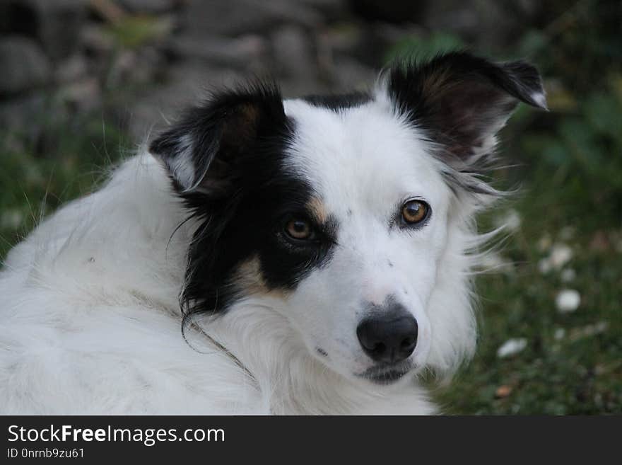 Dog, Dog Breed, Dog Breed Group, Dog Like Mammal