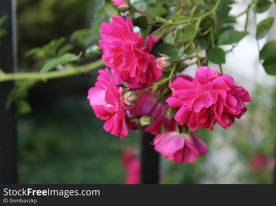 Flower, Plant, Pink, Flora