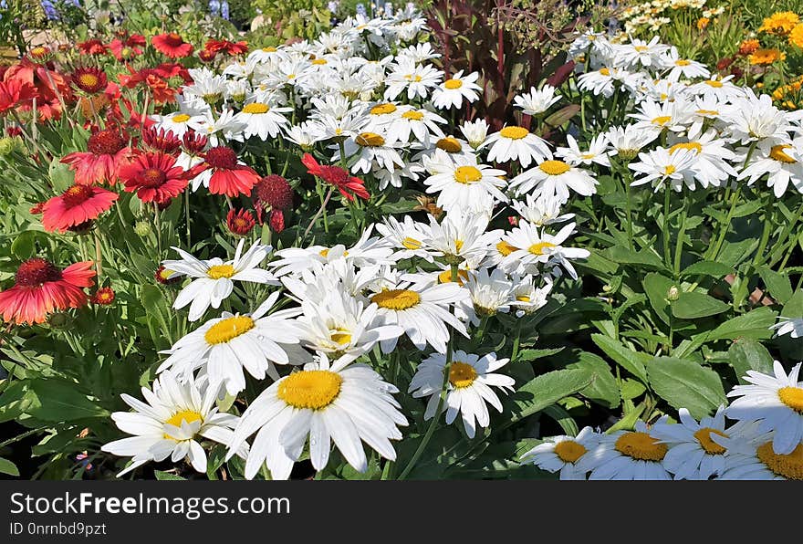 Flower, Plant, Flowering Plant, Oxeye Daisy