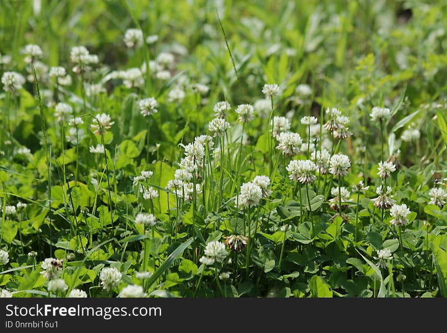 Plant, Trifolieae, Grass, Flower