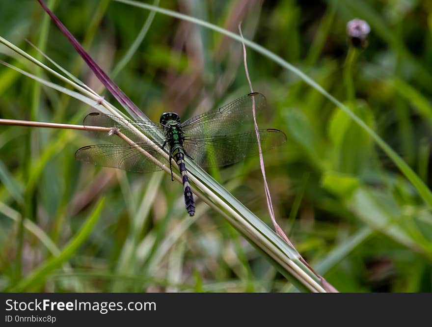 Dragonfly, Insect, Dragonflies And Damseflies, Damselfly