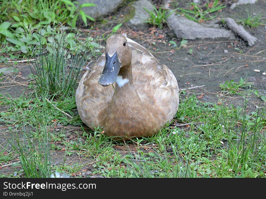 Fauna, Duck, Grass, Water Bird