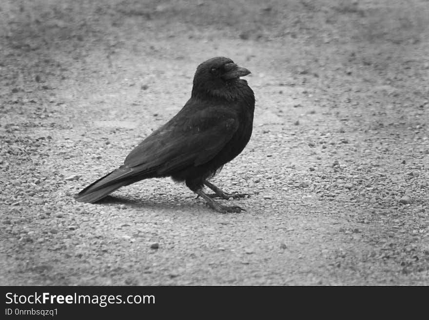 Bird, American Crow, Black And White, Beak