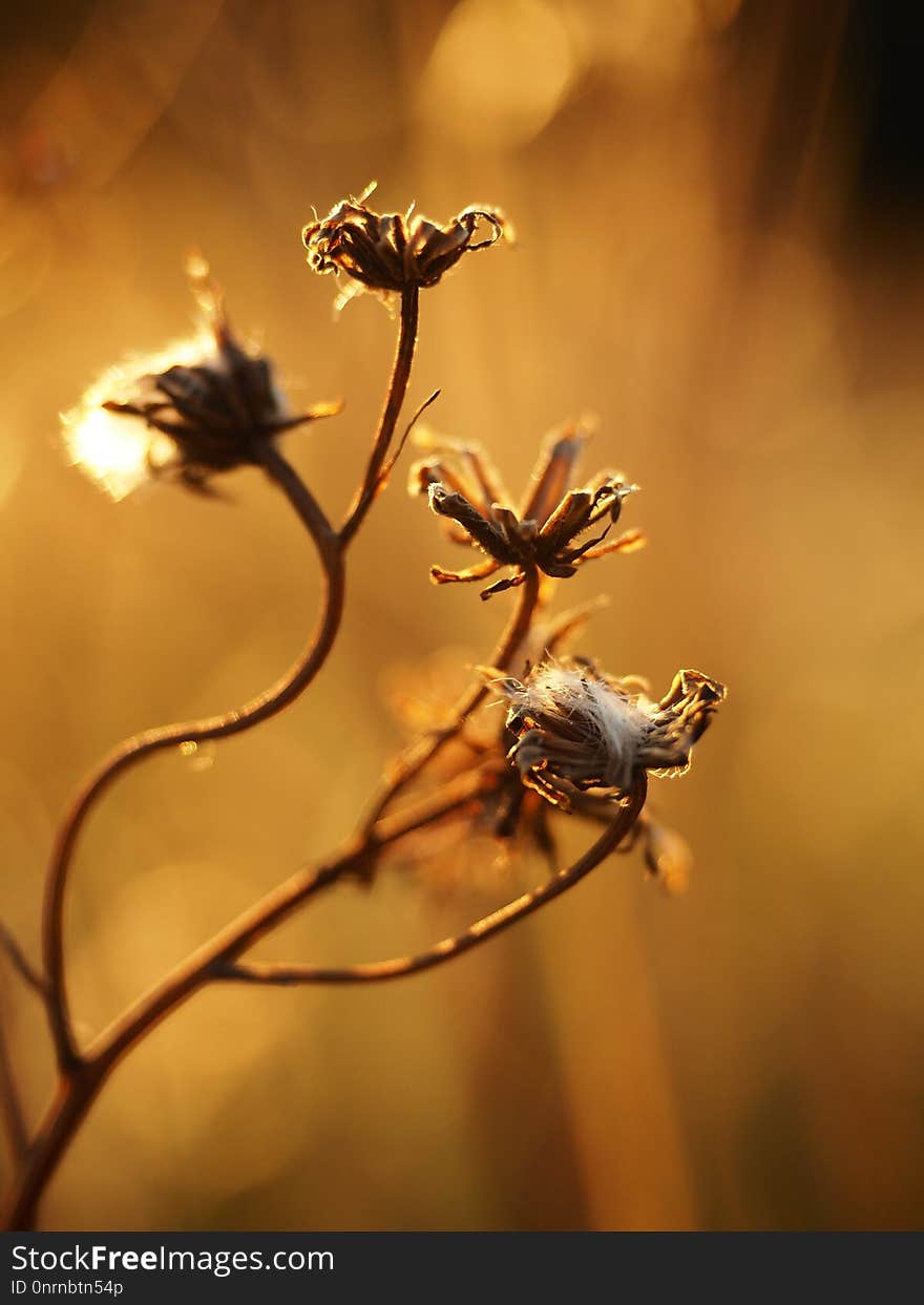 Flora, Honey Bee, Flower, Macro Photography