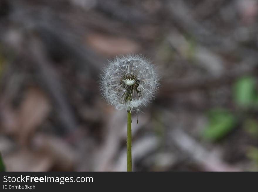 Flora, Flower, Plant, Dandelion