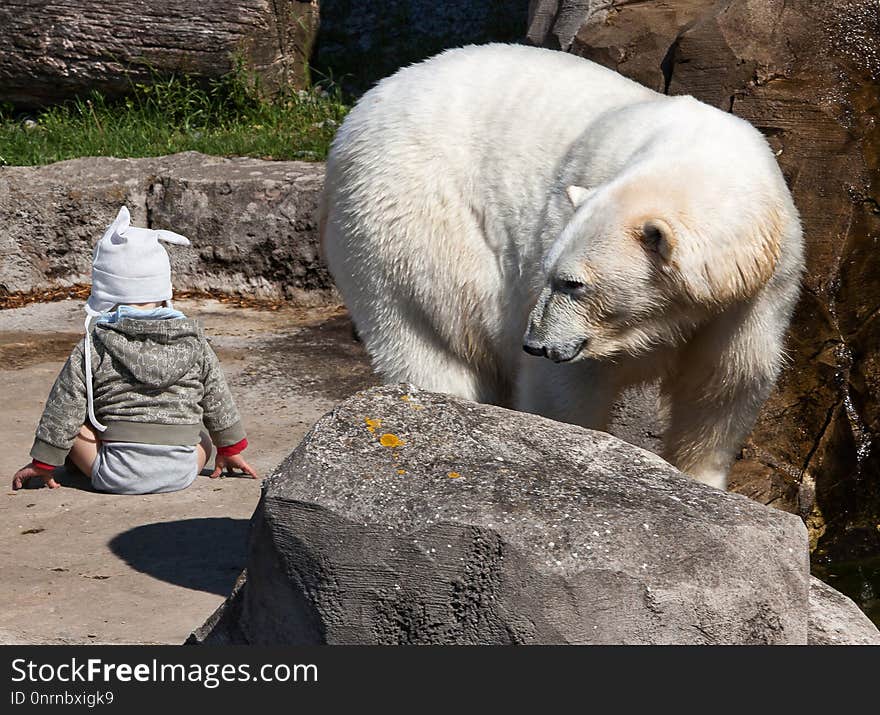 Polar Bear, Bear, Fauna, Zoo