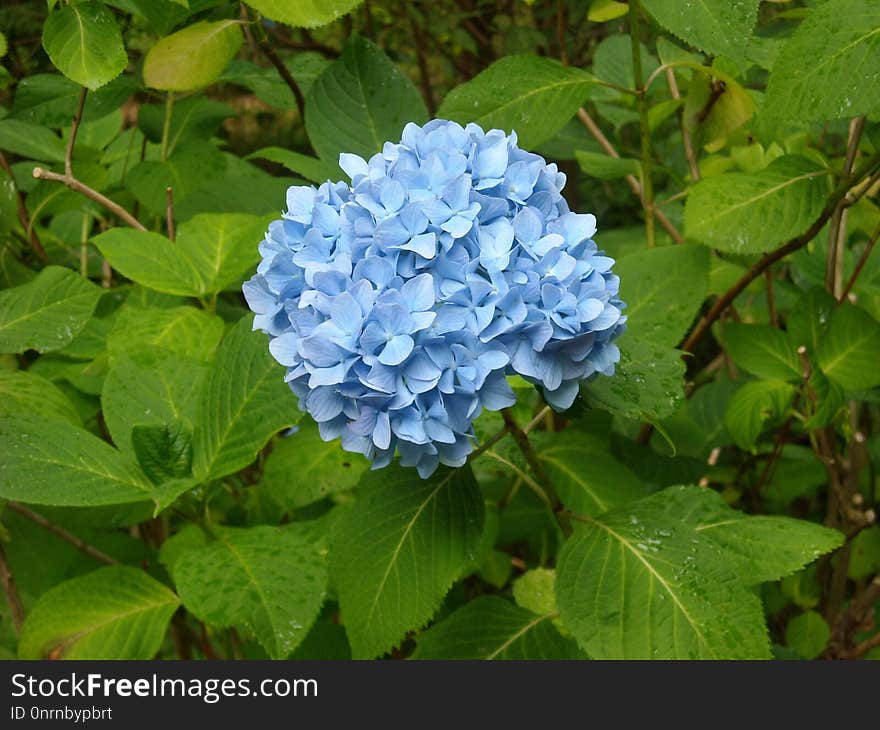 Blue, Plant, Flower, Hydrangea