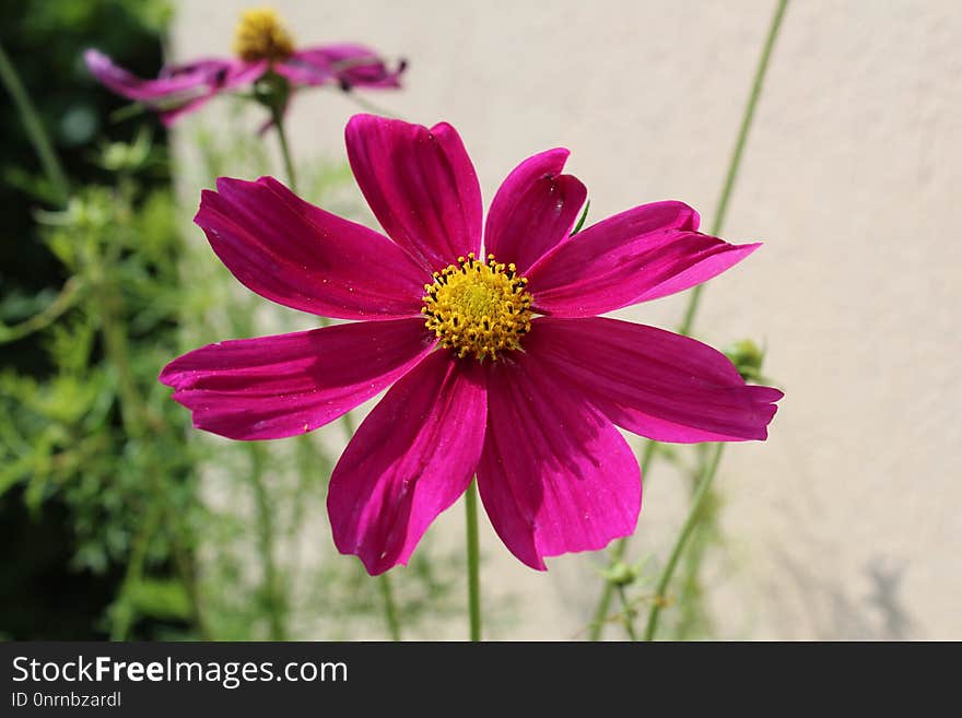 Flower, Garden Cosmos, Flora, Plant