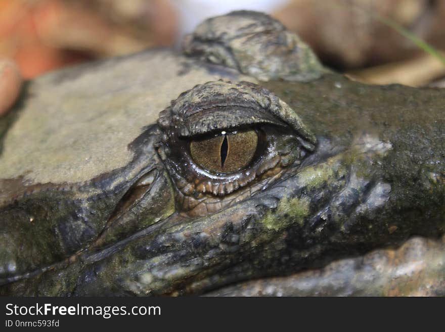 Reptile, American Alligator, Crocodilia, Terrestrial Animal