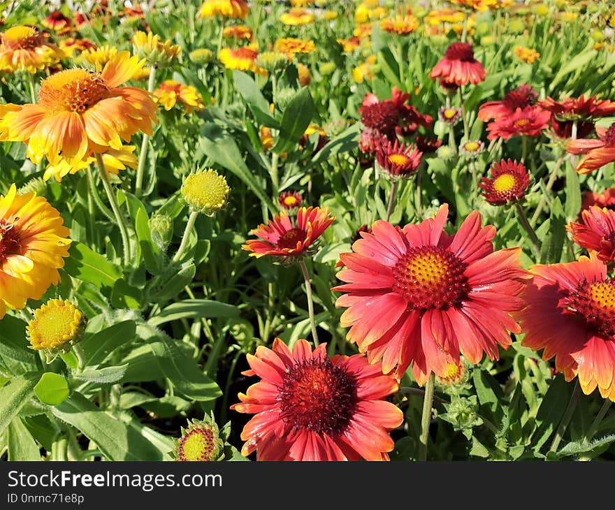 Flower, Blanket Flowers, Plant, Daisy Family