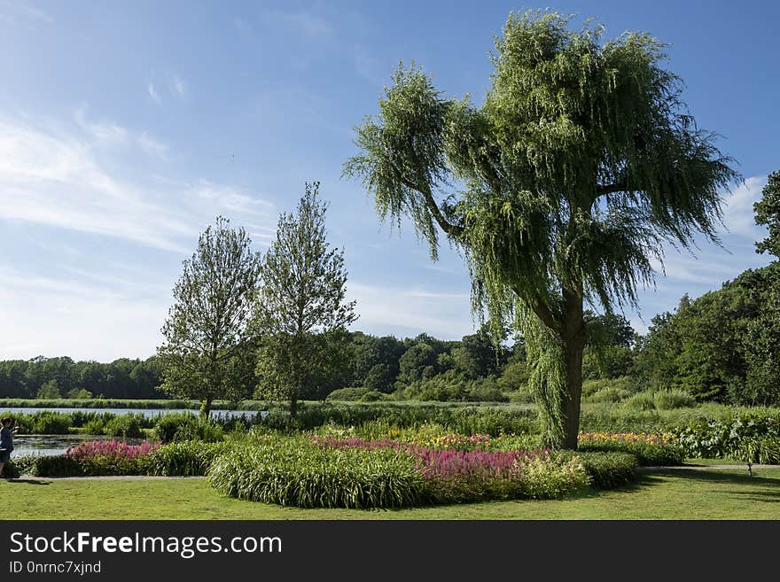 Nature, Garden, Tree, Vegetation