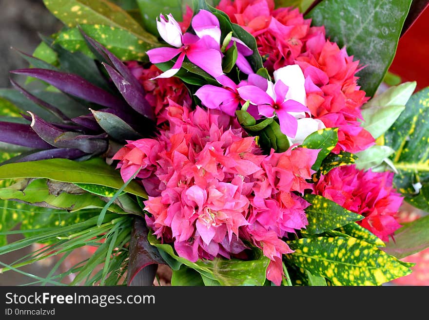 Flower, Plant, Pink, Flowering Plant