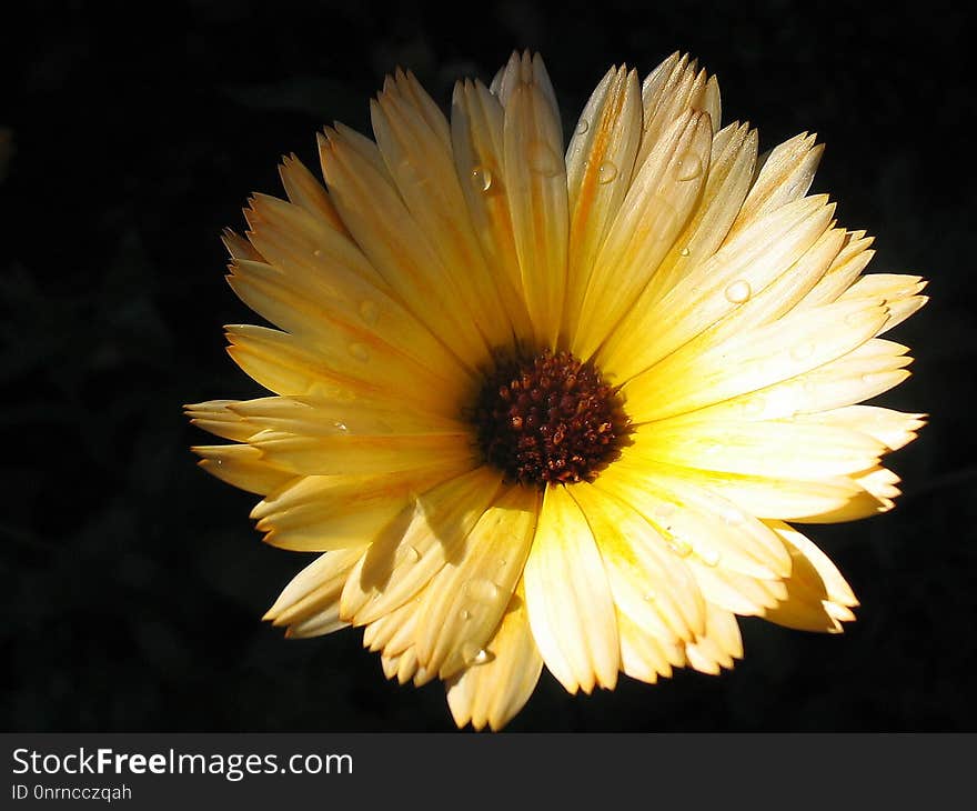 Flower, Yellow, Flora, Close Up