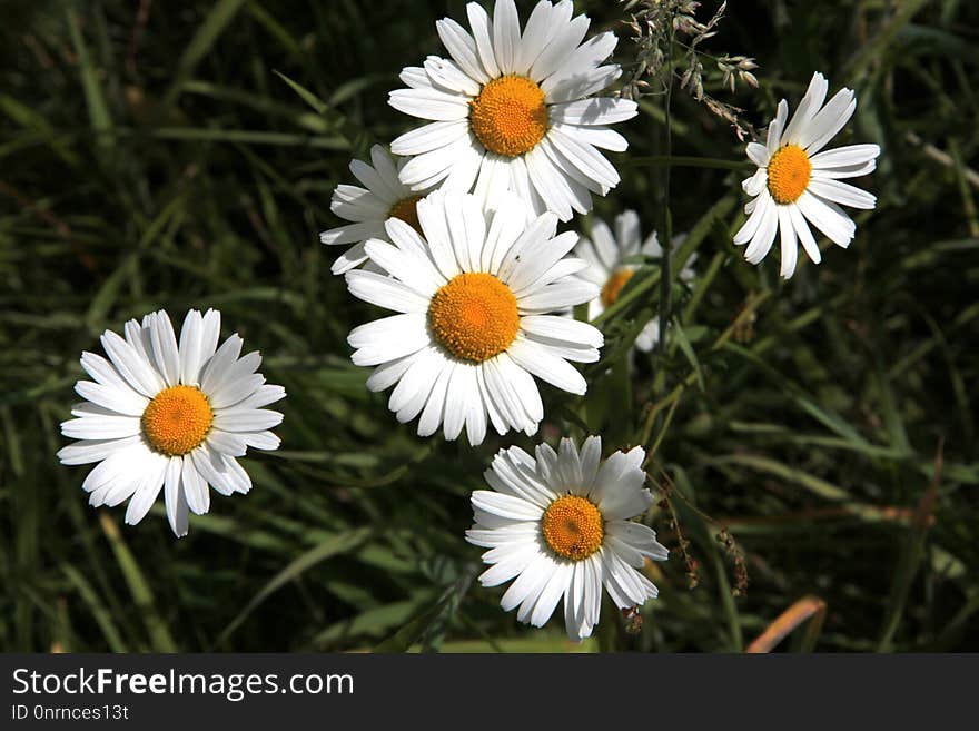 Flower, Oxeye Daisy, Chamaemelum Nobile, Flora