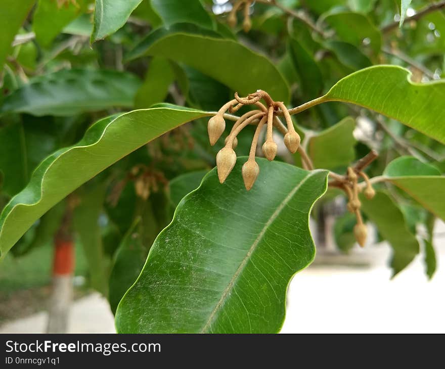 Plant, Flora, Leaf, Tree