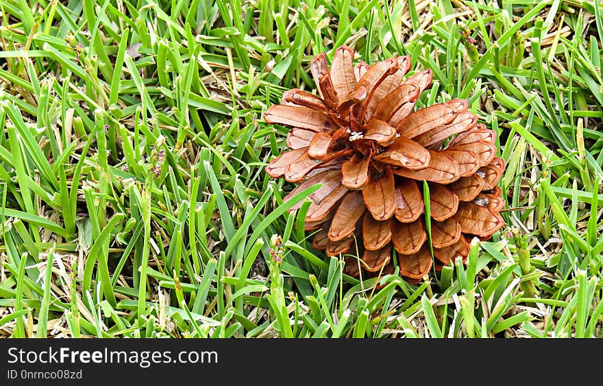 Grass, Plant, Conifer Cone, Tree