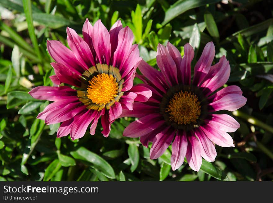 Flower, Purple, Plant, Flora