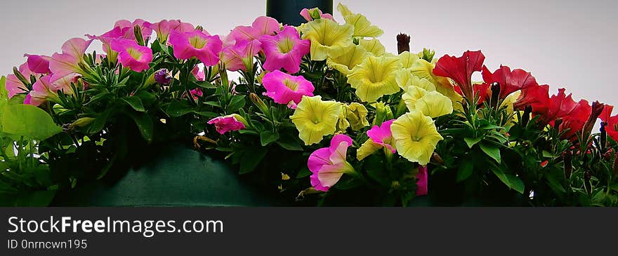 Flower, Plant, Pink, Flowering Plant