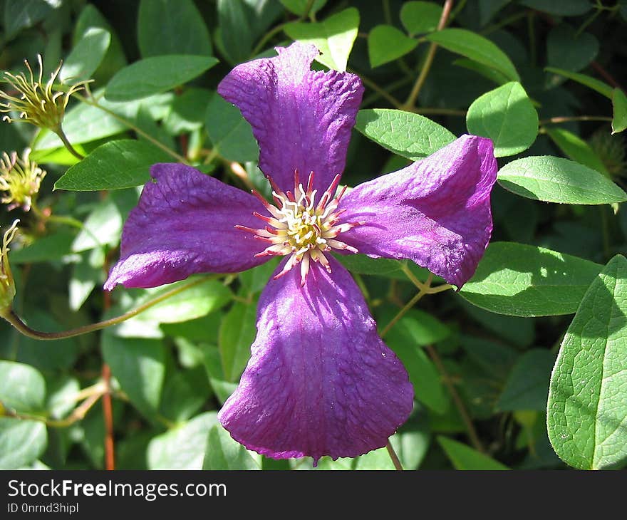 Flower, Plant, Clematis, Flora