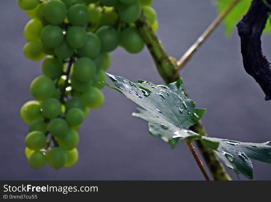 Grape, Grapevine Family, Vitis, Fruit