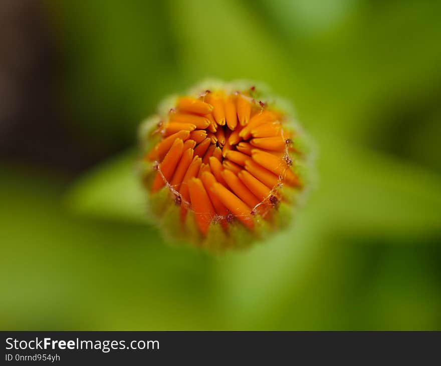 Flower, Wildflower, Close Up, Macro Photography