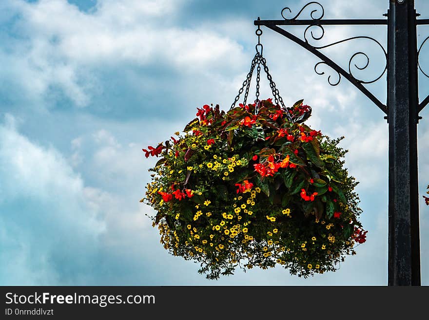 Sky, Flower, Flora, Leaf