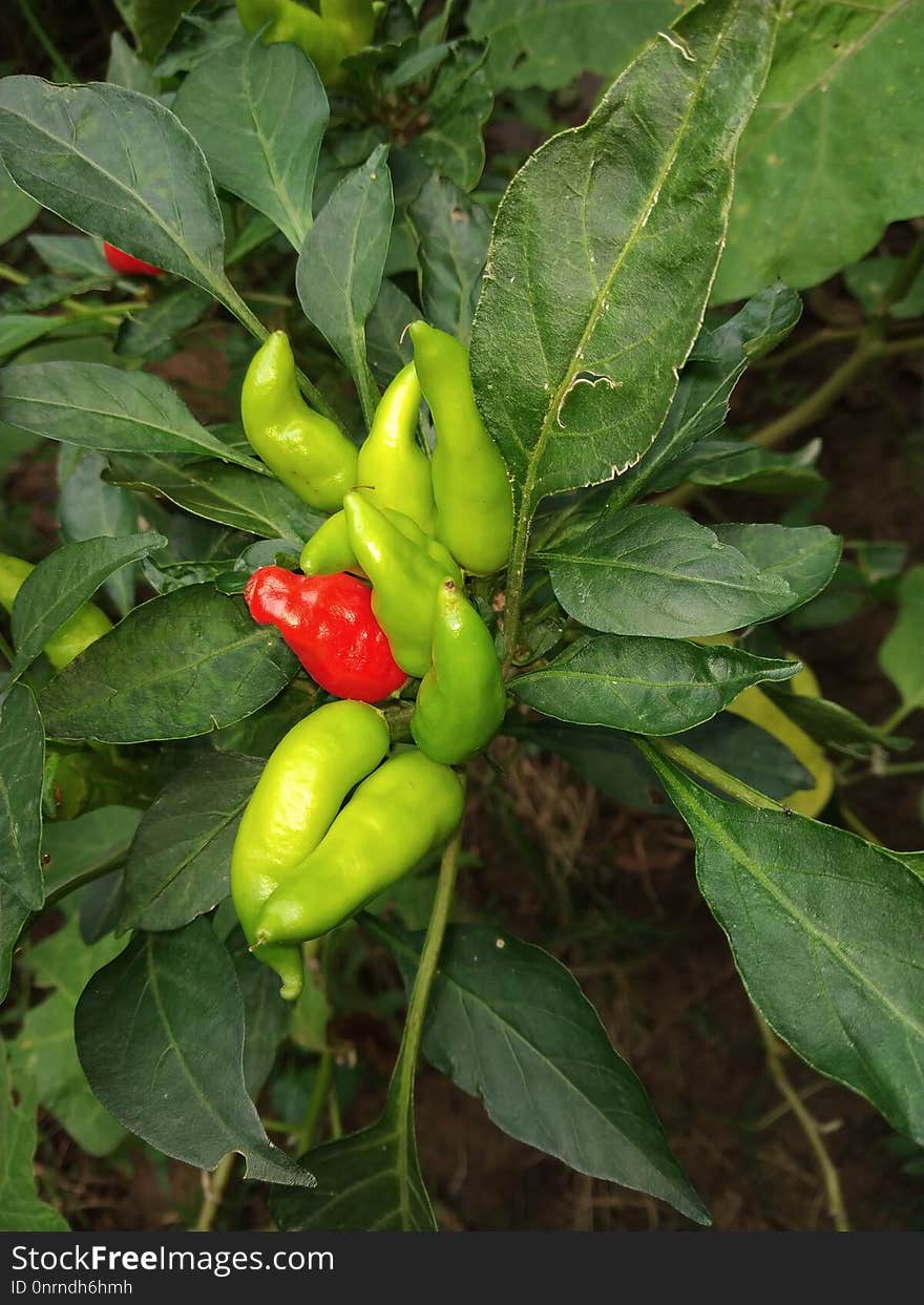 Plant, Bird's Eye Chili, Chili Pepper, Tabasco Pepper