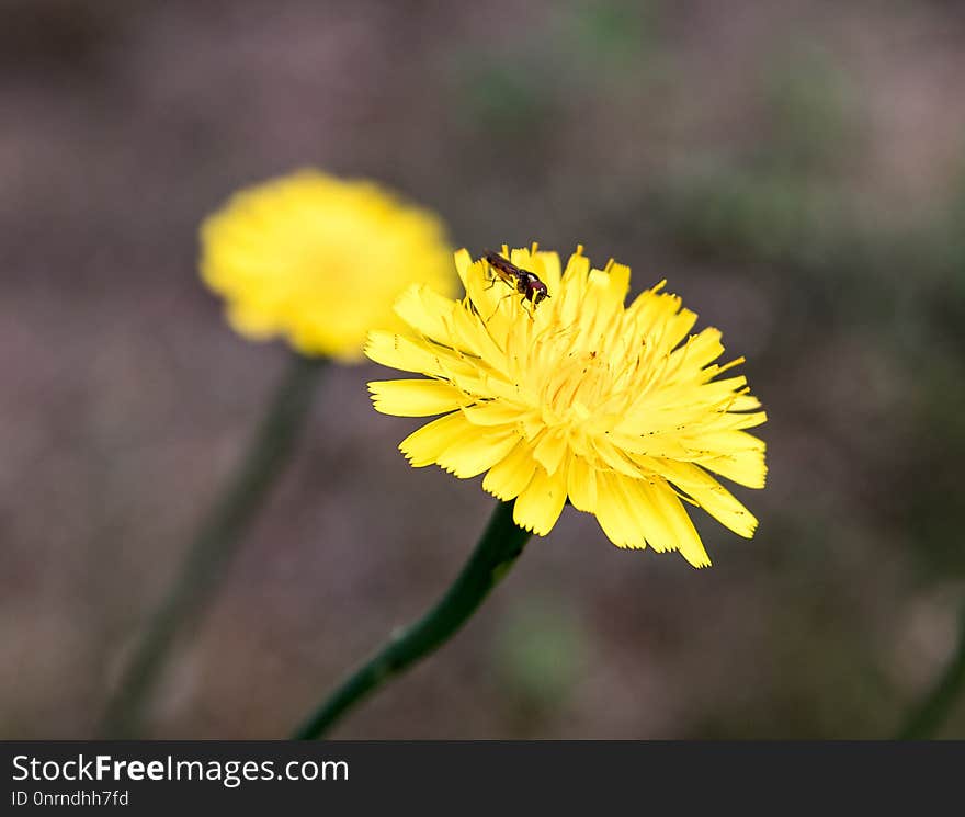 Flower, Yellow, Flora, Flatweed