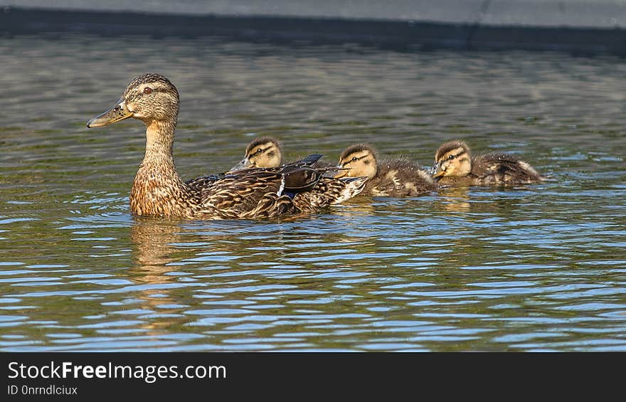 Duck, Bird, Mallard, Water Bird