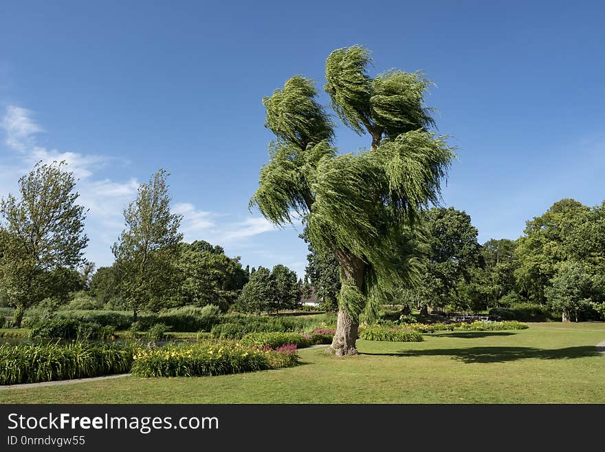 Tree, Vegetation, Sky, Botanical Garden