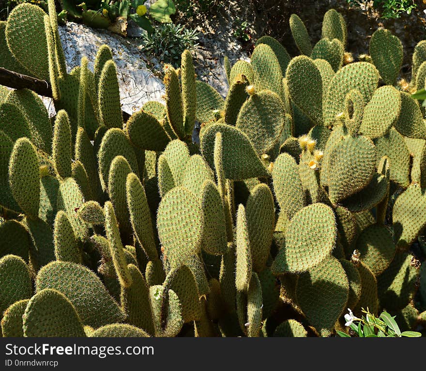 Plant, Vegetation, Cactus, Barbary Fig