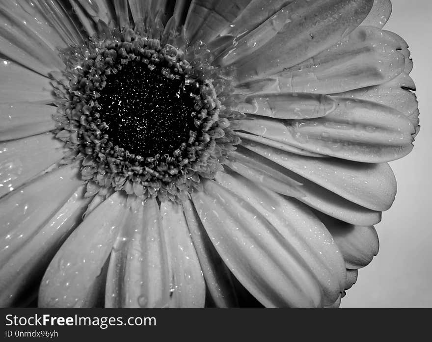 Flower, Black And White, Monochrome Photography, Flora