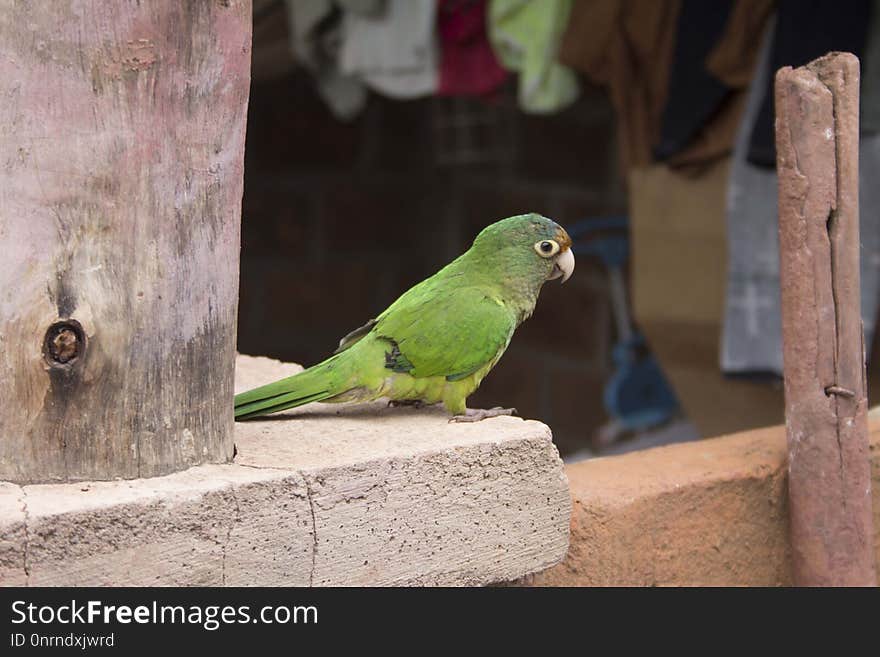 Bird, Fauna, Parrot, Parakeet