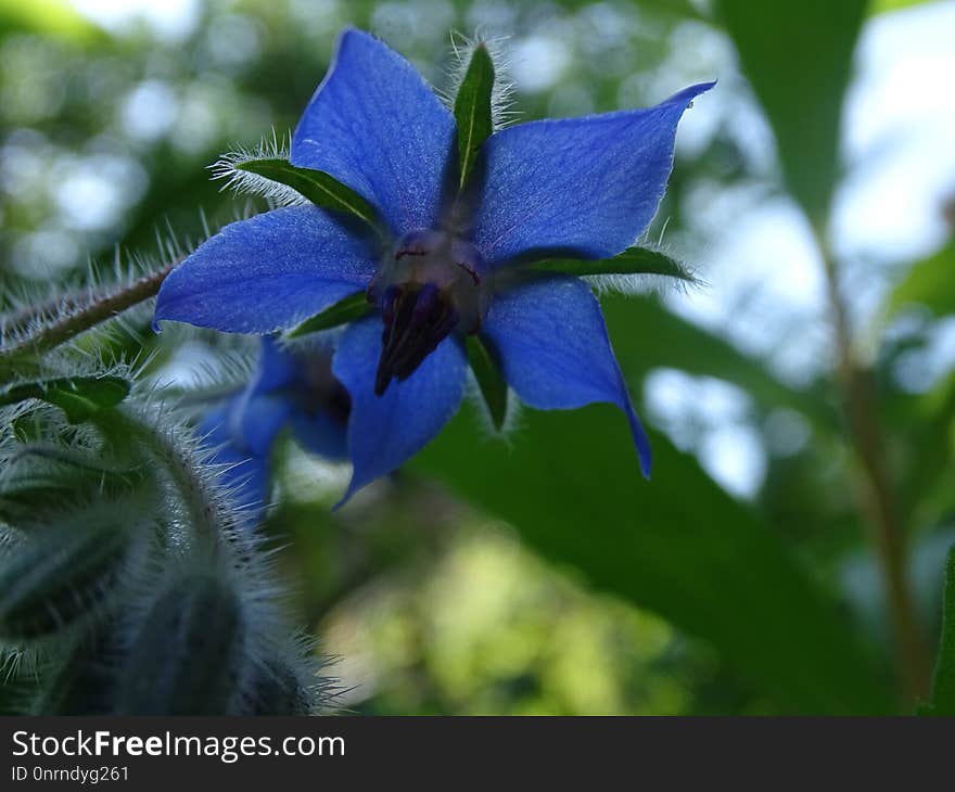 Plant, Flora, Flower, Bellflower Family