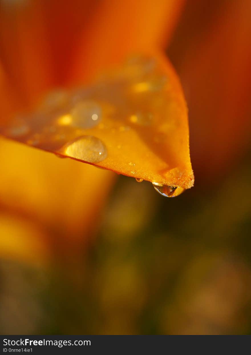 Macro Photography, Close Up, Water, Moisture