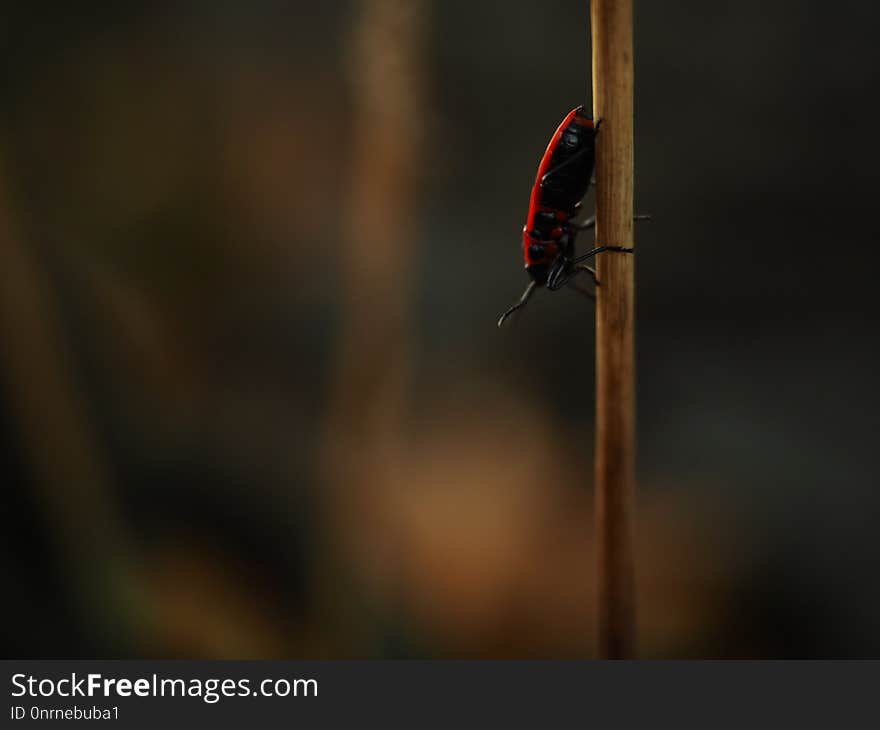 Insect, Macro Photography, Invertebrate, Pollinator