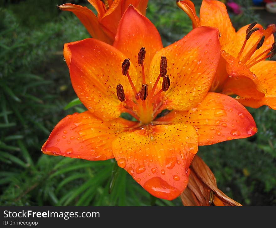 Flower, Lily, Orange Lily, Plant