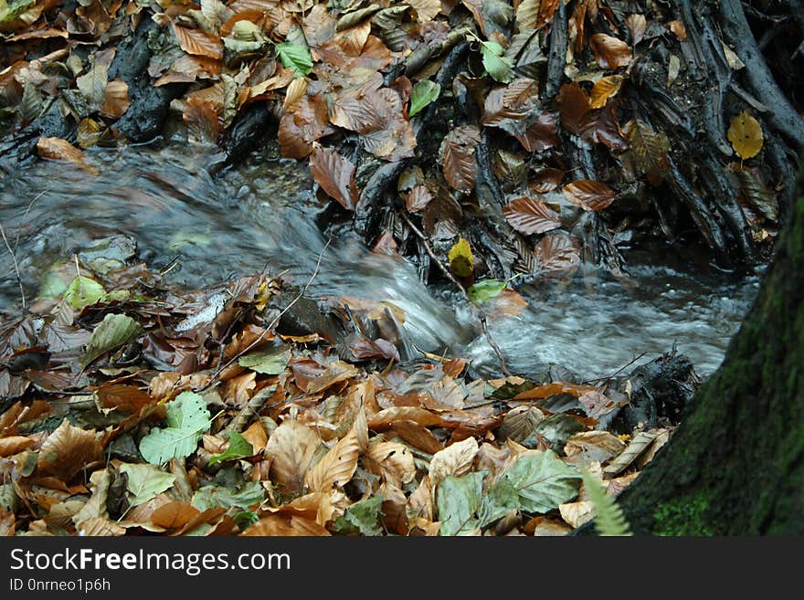 Water, Leaf, Stream, Autumn