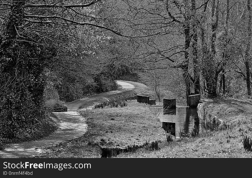 Tree, Nature, Black And White, Woodland