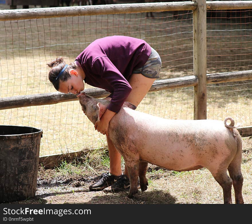 Livestock, Domestic Pig, Snout