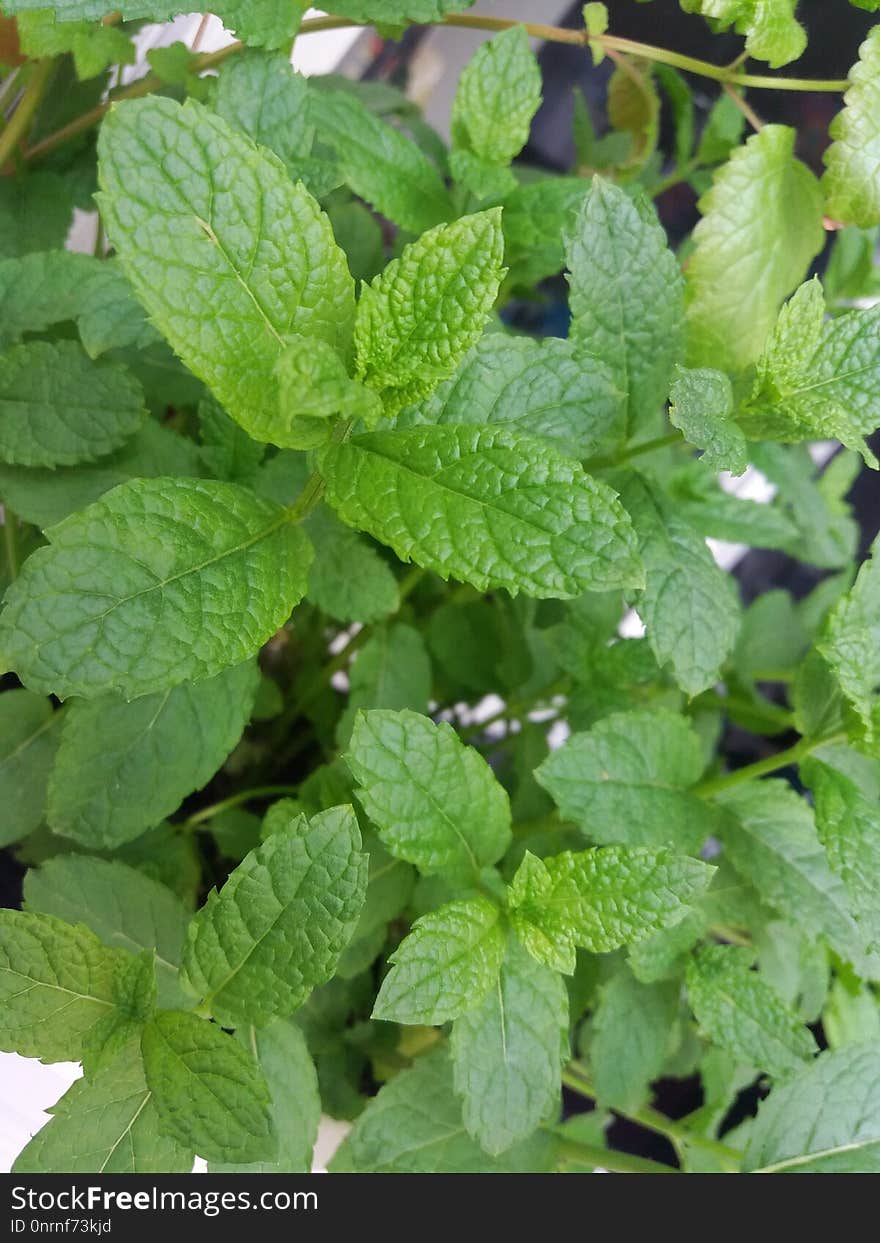 Plant, Leaf, Herb, Lemon Balm