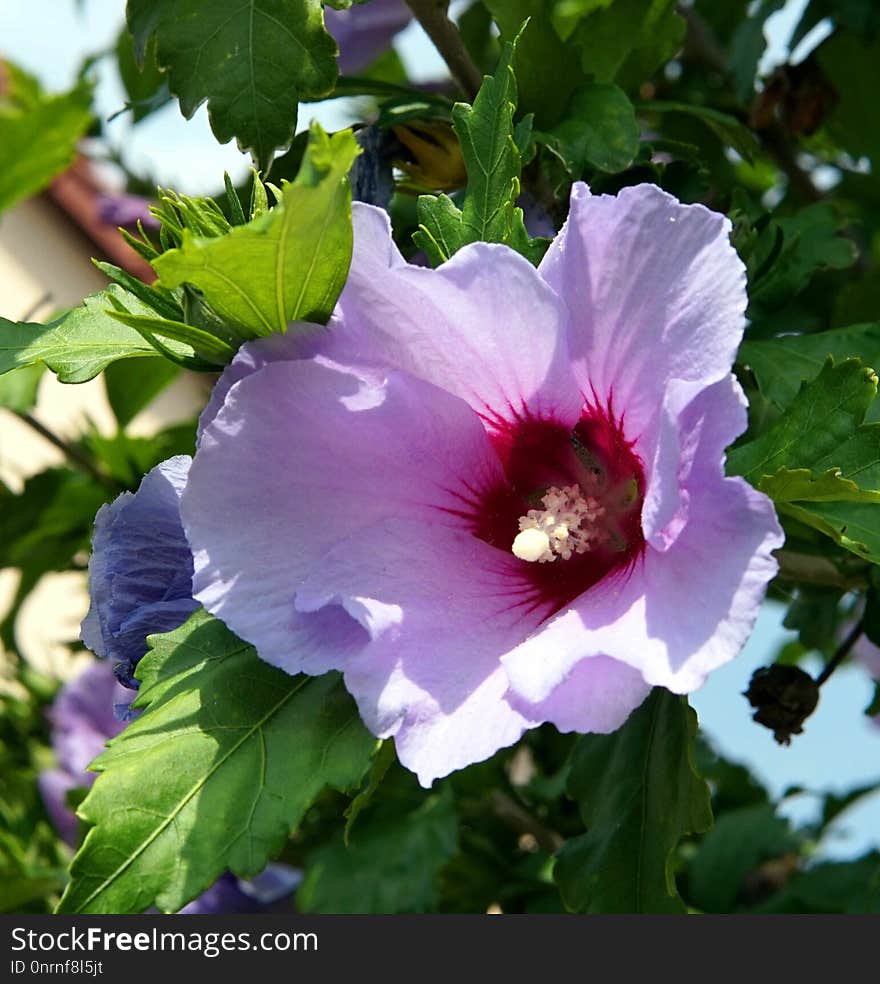 Flower, Plant, Flowering Plant, Hibiscus