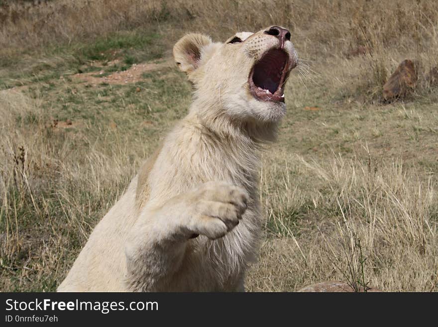 Wildlife, Lion, Facial Expression, Terrestrial Animal