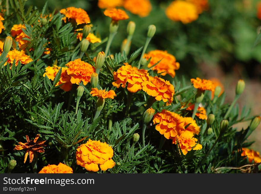 Flower, Plant, Annual Plant, Wildflower