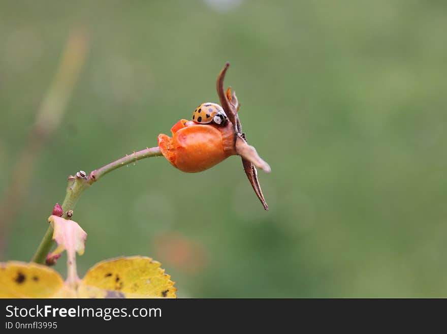 Bird, Insect, Beak, Coraciiformes