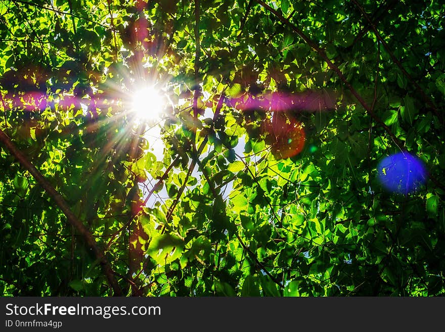 Nature, Green, Flora, Vegetation