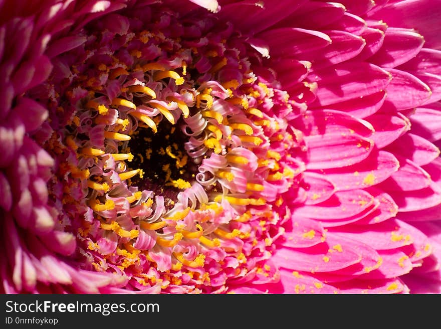 Flower, Pink, Close Up, Petal