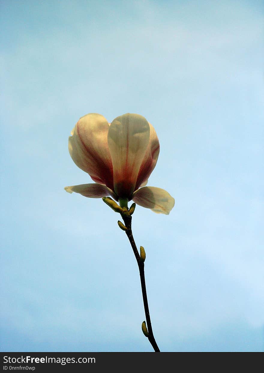 Sky, Flower, Plant, Flora