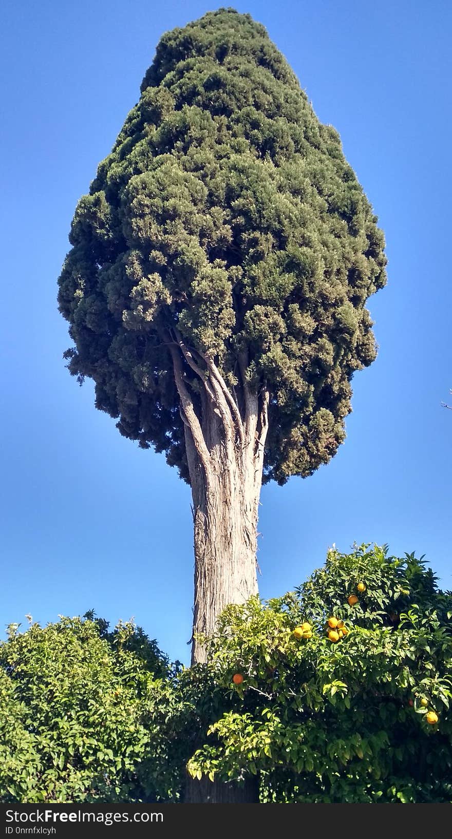 Tree, Sky, Woody Plant, Vegetation