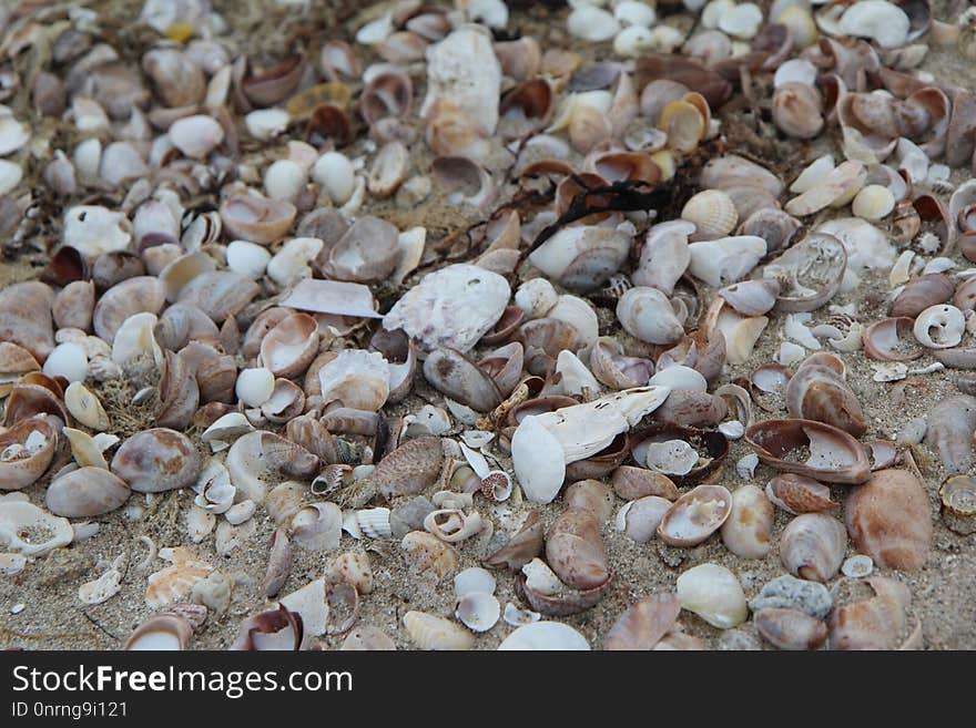 Seashell, Cockle, Clam, Clams Oysters Mussels And Scallops